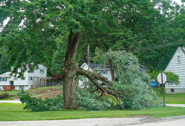 Best Emergency Storm Tree Removal  in Fletcher, OK